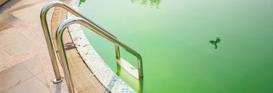 piscine devient verte